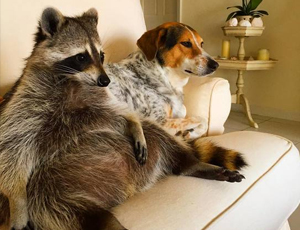 免费ddos在线攻击