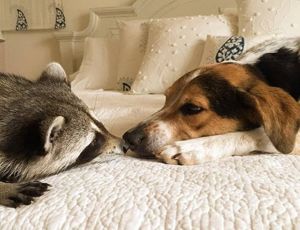 CC在线压力测试